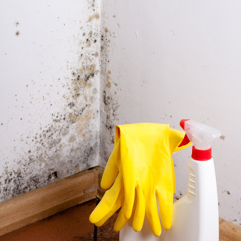 Mold Remediation & Removal - Mold Remediation Inspections